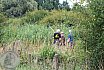 SommerturnierFeldbogenSchuetzenIsselburg2018