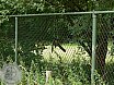 Sommerturnier Feldbogensch&uuml;tzen Isselburg 2011