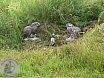 Sommer Turnier Feldbogensch&uuml;tzen Isselburg 2016